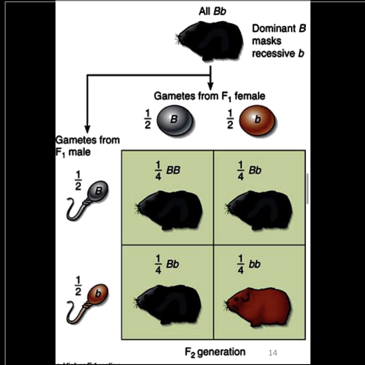 <p>Cruce monohíbrido</p>