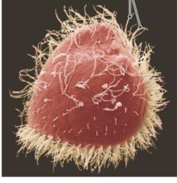 <p>Tubulin arranged in microtubultes. Cillia also follows the 9+0 Triplet at the basal/anchor</p><p>9+2 Doublet at the shaft</p>