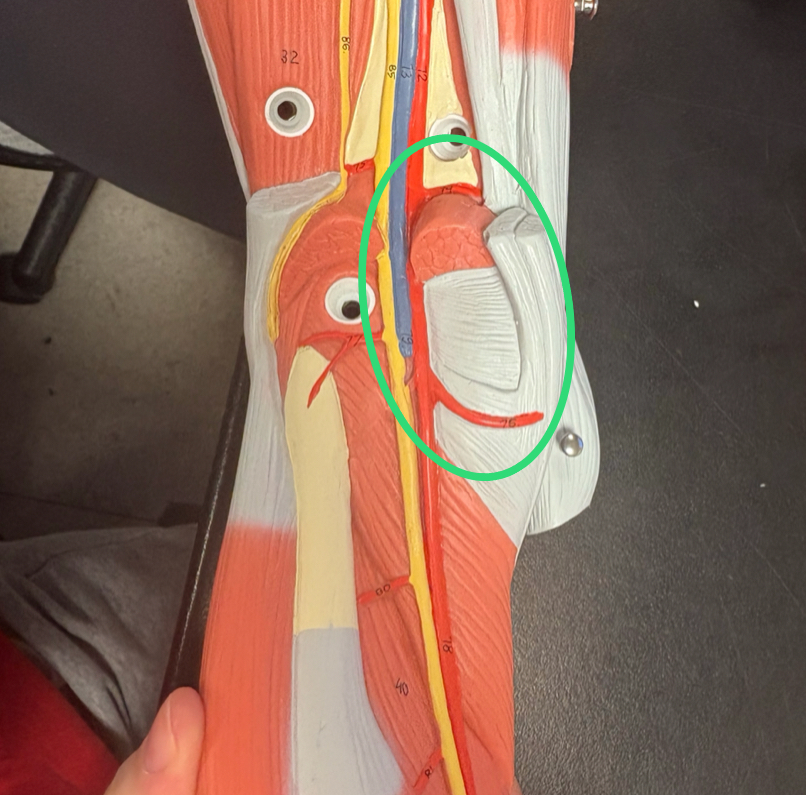 <p>once femoral artery runs posteriorly to back of knee </p>
