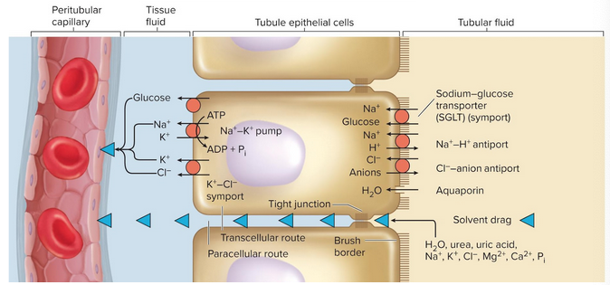 <p>Sodium-glucose transporters (SGLTs)</p>