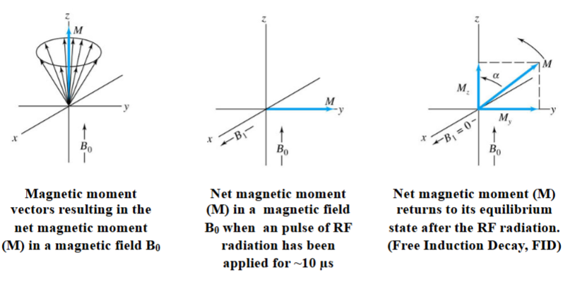 <p><span style="color: rgb(255, 0, 0);">With each RF pulse, the magnetic moment of the nuclei (M) experiences torque that tips it off the z axis.</span></p>