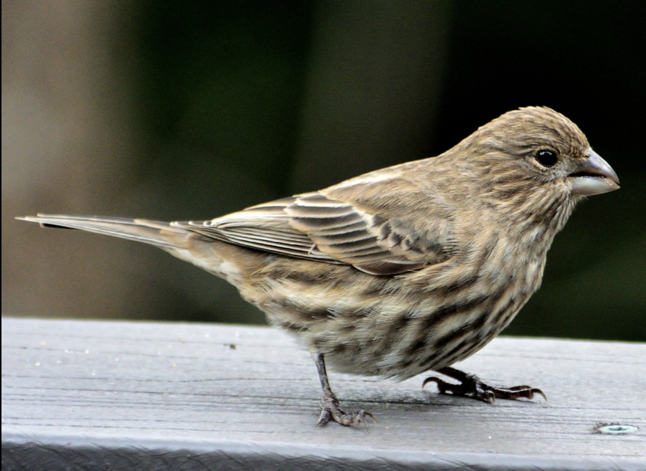 <p>What is this bird?</p>
