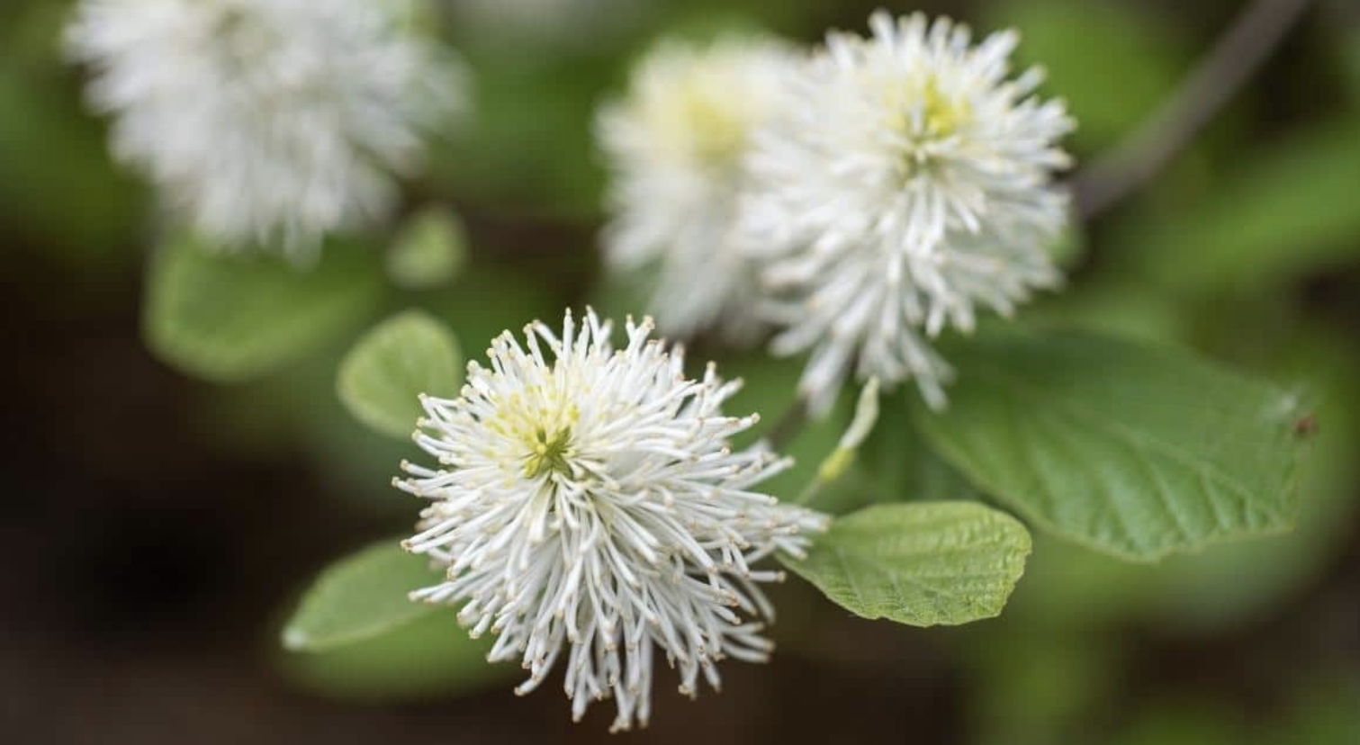 Flower 183