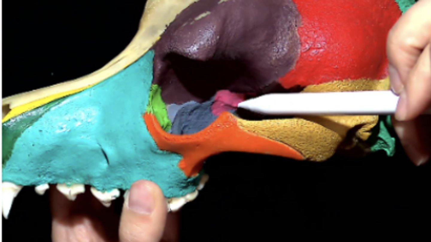 knowt flashcard image