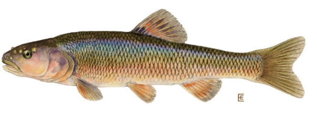 <p>Semotilus atromaculatus</p>