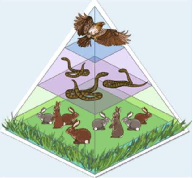 <p>If a disease strikes the snake population in the food chain shown, what will be the initial effect on the populations of hawks and rabbits?</p>