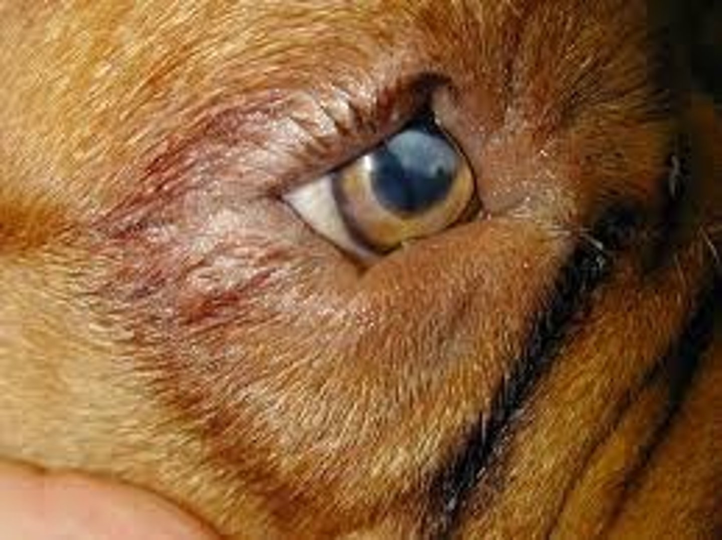<p>Eyelid rolls in against the cornea.</p>