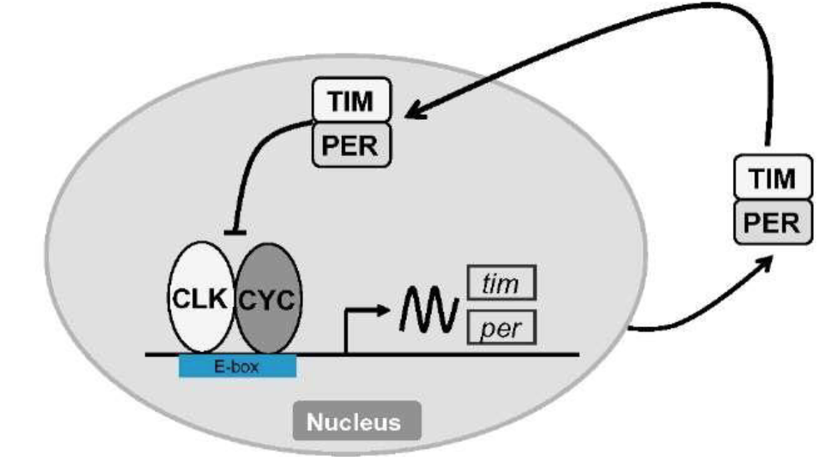 <p>Explain how the circadian clock regulates during the night based on this image.</p>