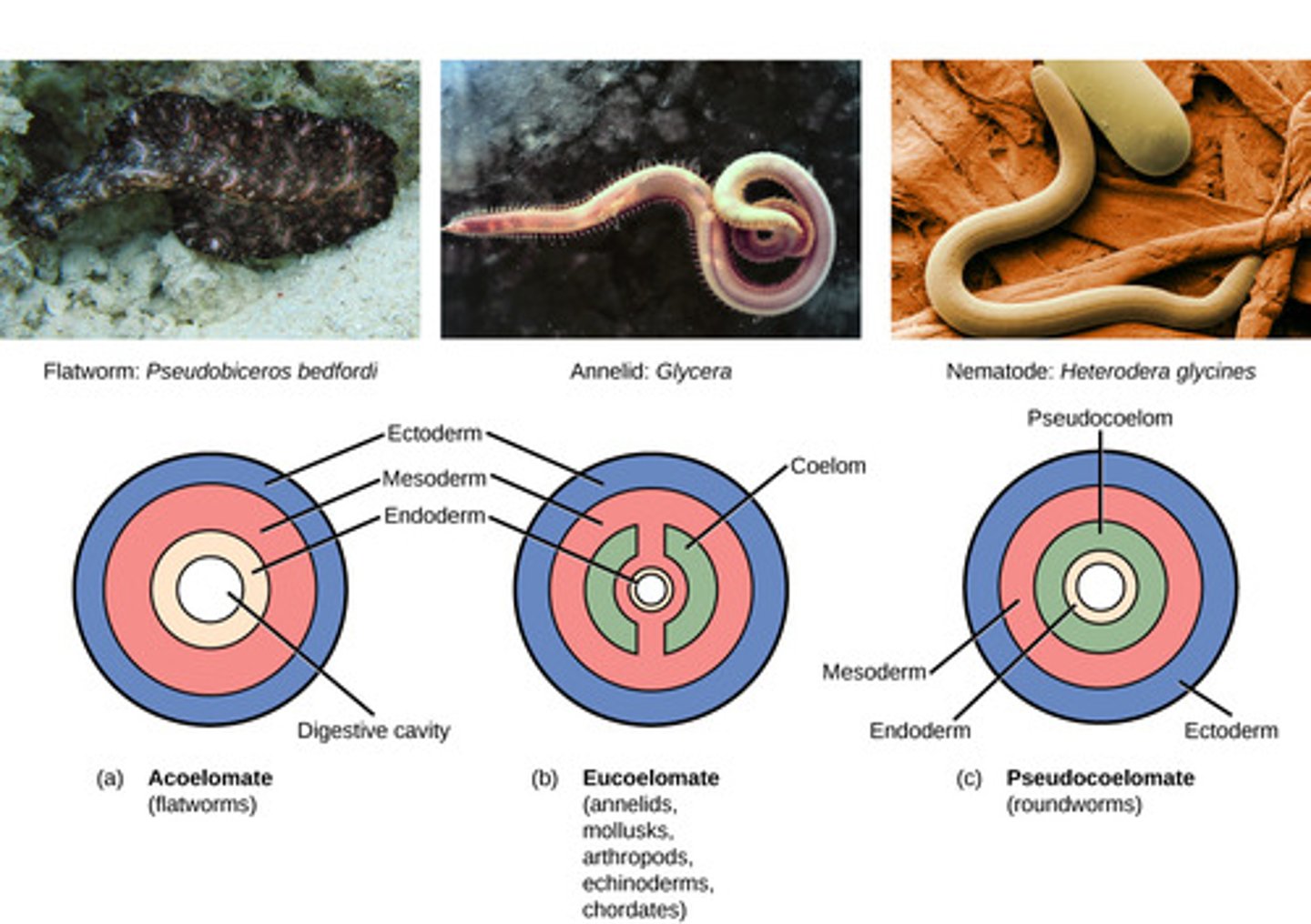 <p>pseudocoelomates</p>