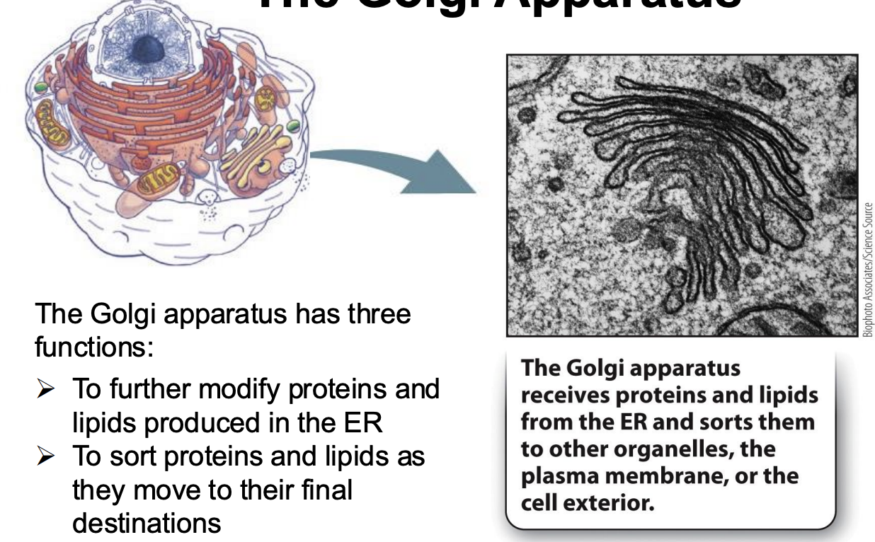 <ul><li><p>receives proteins and lipids from the ER and sorts them to other organelles, the plasma membrane, or the cell exterior</p></li><li><p><span style="background-color: inherit; line-height: 19.55px; color: windowtext;"><span>Not physically attached to ER</span></span><span style="line-height: 19.55px; color: windowtext;"><span>&nbsp;</span></span></p></li><li><p class="Paragraph SCXO137407277 BCX0" style="text-align: left;"><span style="background-color: inherit; line-height: 19.55px; color: windowtext;"><span>Next stop for vesicle that bud from ER</span></span><span style="line-height: 19.55px; color: windowtext;"><span>&nbsp;</span></span></p></li><li><p>Functions:</p></li></ul><ul><li><p>To further modify proteins and lipids produced in the ER </p></li></ul><ul><li><p> To sort proteins and lipids as they move to their final destinations </p></li><li><p>To synthesize the cell’s carbohydrates</p></li></ul><p></p>