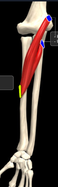 <p>Function: pronates forearm</p><p>Origin: humerus and coronoid process of ulna</p><p>Insertion: radius</p>