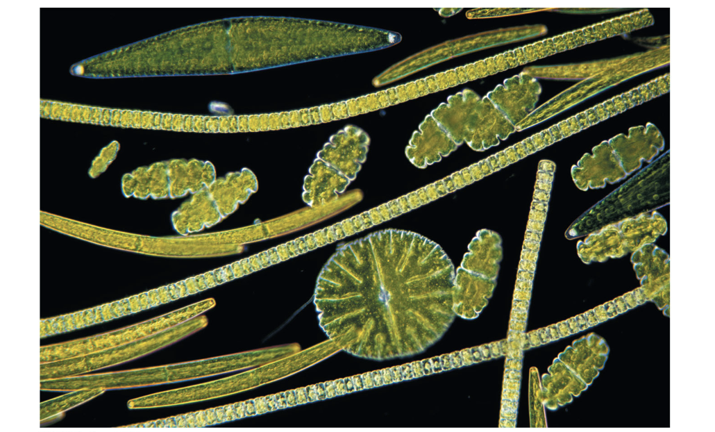 <p><span>G. E. Hutchinson (1961)&nbsp; - <strong>the paradox of the plankton</strong> </span></p>