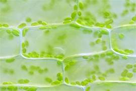 <p>Which of the following is present in the microscope image below?</p><p>a. A cell</p><p>b. Chloroplasts</p><p>c. Chlorophyll</p><p>d. None of these</p><p>e. All of these</p>