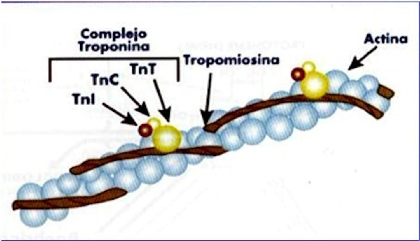 <p>-Proteina globular</p><p>-Tiene sitios activos a los cuales <strong>se une la MIOSINA</strong></p><p>-Dichos sitios están cubiertos o bloqueados por la tropomiosina</p>