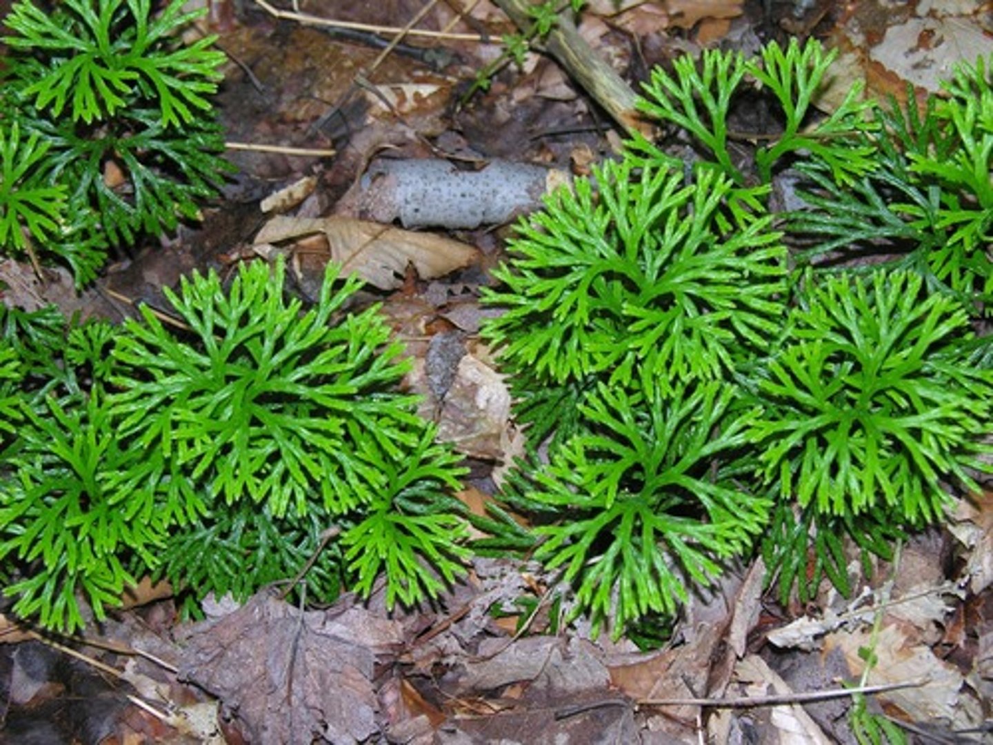 <p>the sporophyte is dominant, consists of a small stem and microphylls, has strobili with sporangia</p>