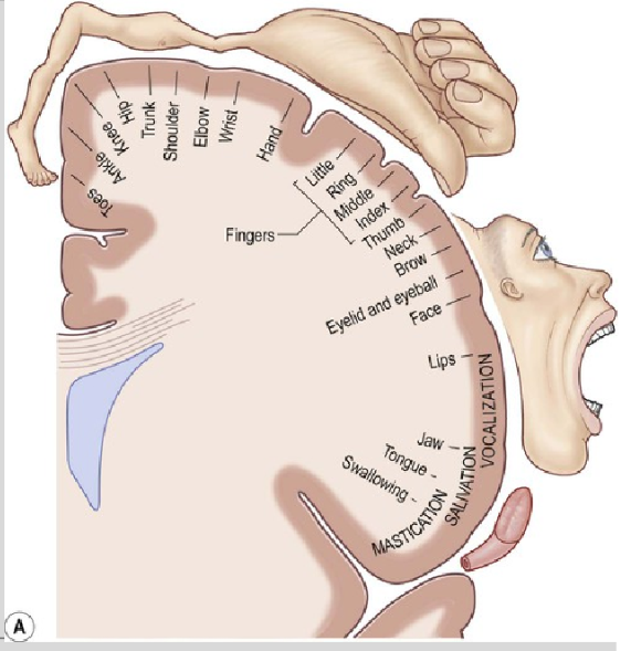 <p>muscle movement</p>