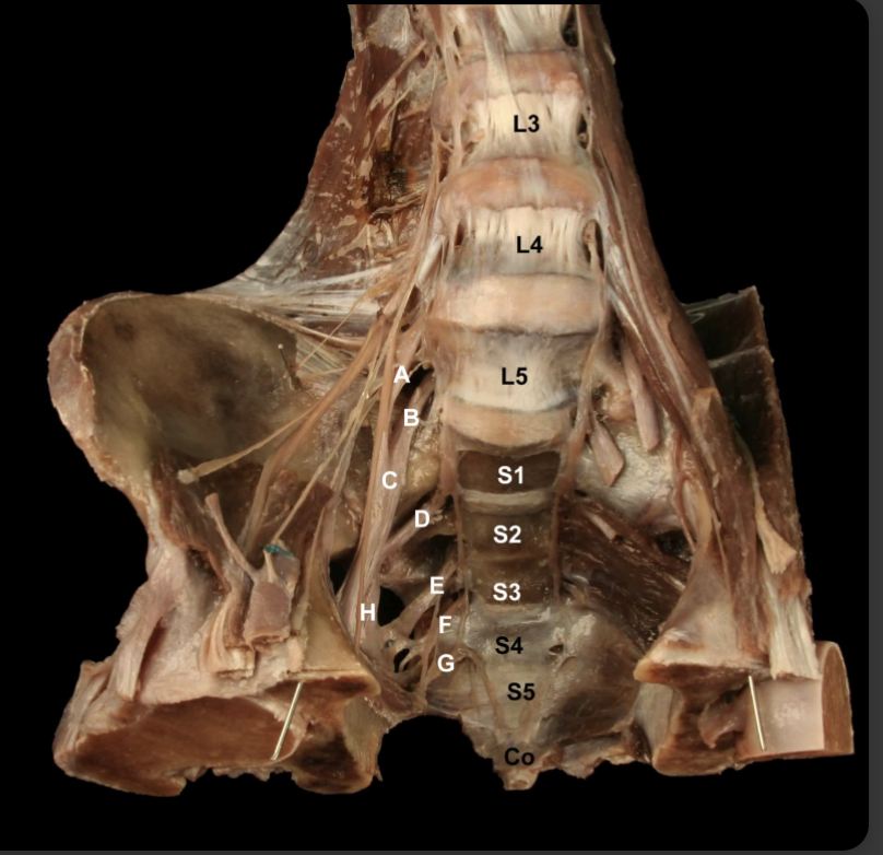 <p>“H” splits into what 2 major nerves of the lower extremity&nbsp;</p>