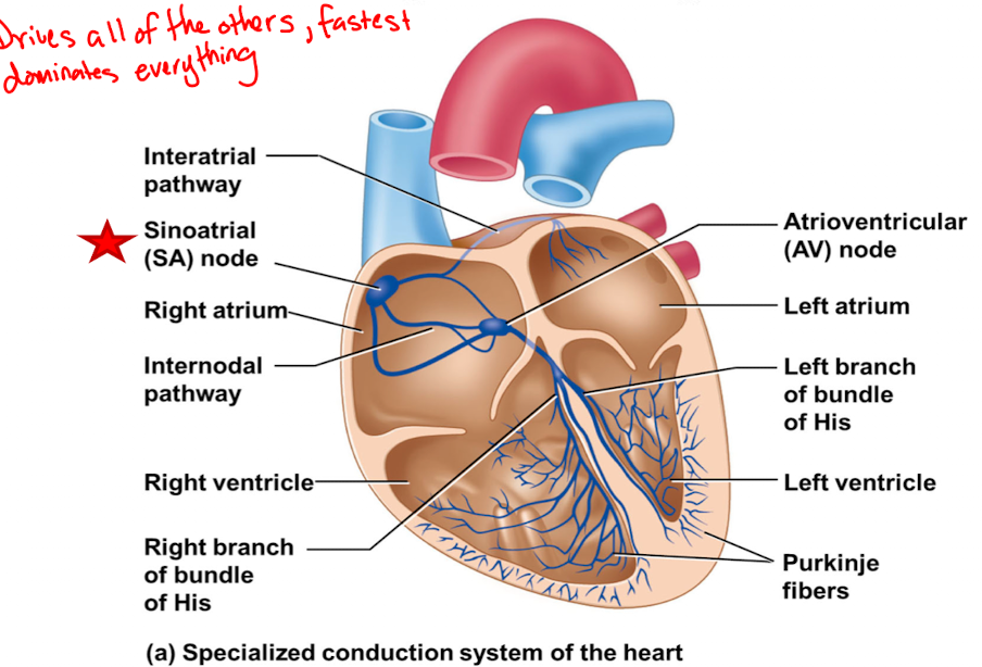 <p>bundle of specialized cardiac pacemaker cells located in the wall of the right atrium near the opening of the superior vena cava</p><p></p>
