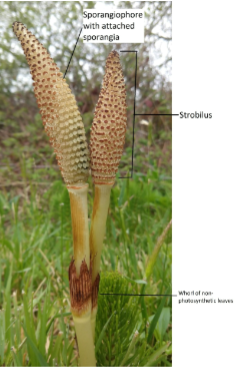 <ul><li><p>thin leaves, little photosynthesis</p></li><li><p>strobili contain sporangia</p></li></ul><p></p>