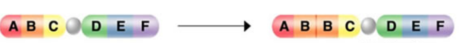 <p>Identify the mutation:</p>