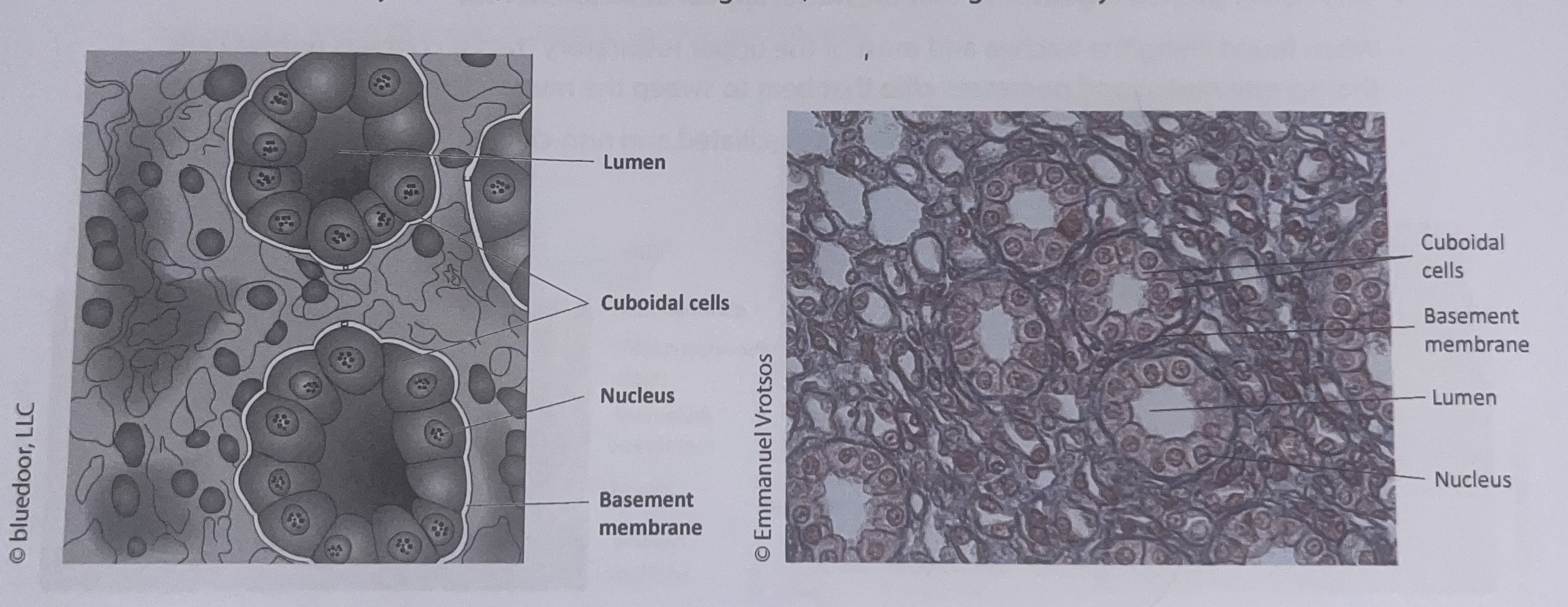<p>simple cuboidal epithelium </p>