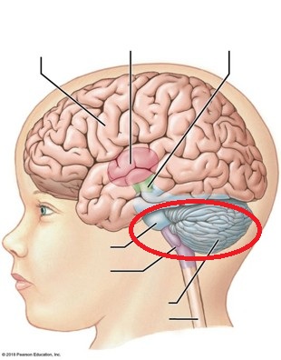 <p>Identify the indicated major region of the brain</p>