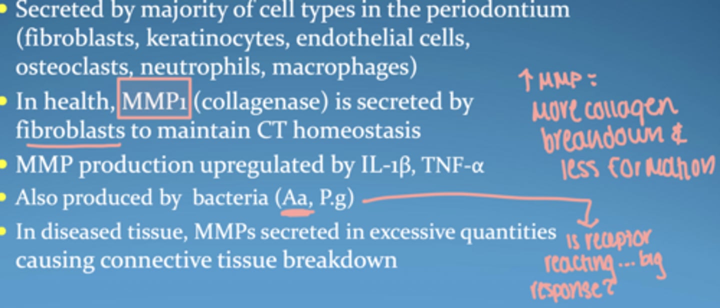 <p>in health, MMP1 (collagenase) secreted by fibroblasts to maintain CT homeostasis</p><p>MMP production upregulated by IL-1 β, TNF- α and also produced by bacteria</p><p>in disease = MMPs secreted in excessive quantities and cause collagen and CT breakdown</p>