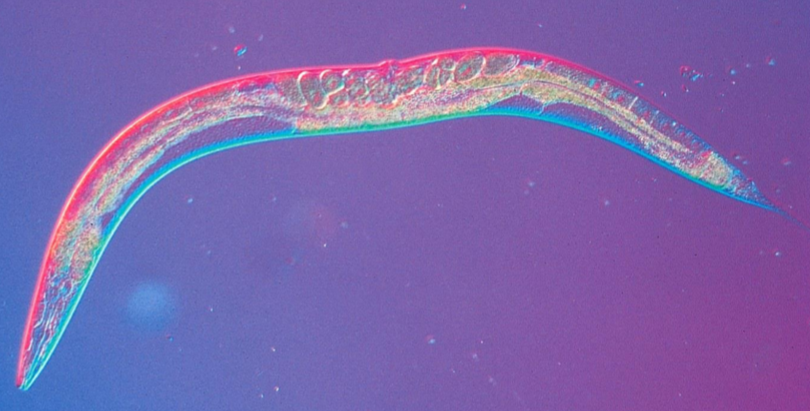 <ul><li><p>C elegans</p></li><li><p>brain is completely mapped</p></li><li><p>used in VCU alcohol studies </p></li><li><p>all body cells are known (959)</p></li><li><p>led to understanding of programmed cell death </p></li><li><p>discoveries made involving fetal alcohol syndrome: showed alc at any does is unsafe; neurons don’t always die but they do misbehave</p></li></ul><p></p>