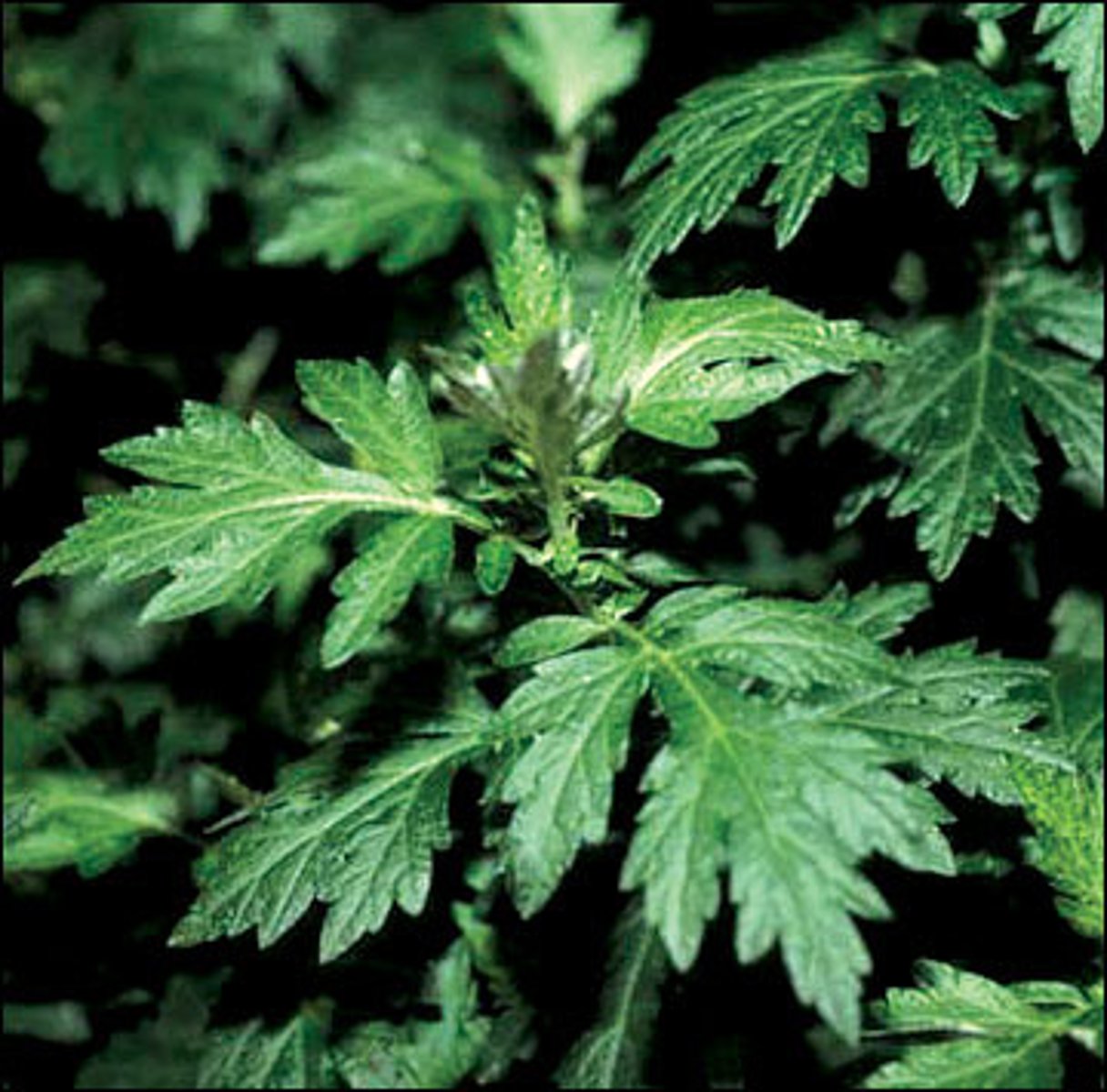 <p>Artemisia douglasiana (riparian, CS, oak woodland)</p><p>Leaves: Lobed, aromatic, silvery underside.</p><p>Ecology: Repels insects; medicinal use by Native Americans.</p>