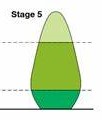 <p>stage 5</p>