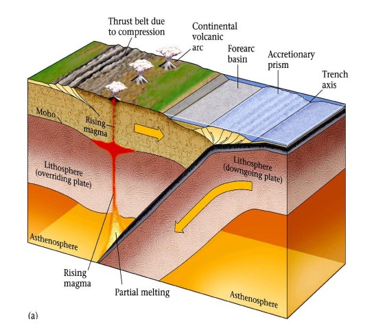 Below 150 km, heat causes
volatiles within the
downgoing plate to be
released into the
asthenosphere (ultamafic
rock) of the overriding plate.
Partial melting of the
asthenosphere produces
basaltic magma, which
migrates upward through the
lithosphere to erupt at the
surface.
Magma in any case rises because it is less dense than the
surrounding rock and thus is buoyant.