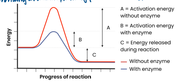 <ul><li><p>each enzyme lowers activation energy of reaction it catalyses by providing an alternative reaction pathway </p></li><li><p>to speed up rate of reaction </p></li></ul><p>Enzymes catalyse a wide range of intracellular and extracellular reactions that determine structures and functions from cellular to whole-organism level.</p><p></p>
