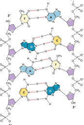 <ul><li><p>Strand directionality is based on orientation of the sugar molecules. </p></li><li><p>Phosphate backbone is negatively charged. </p></li></ul><p></p>