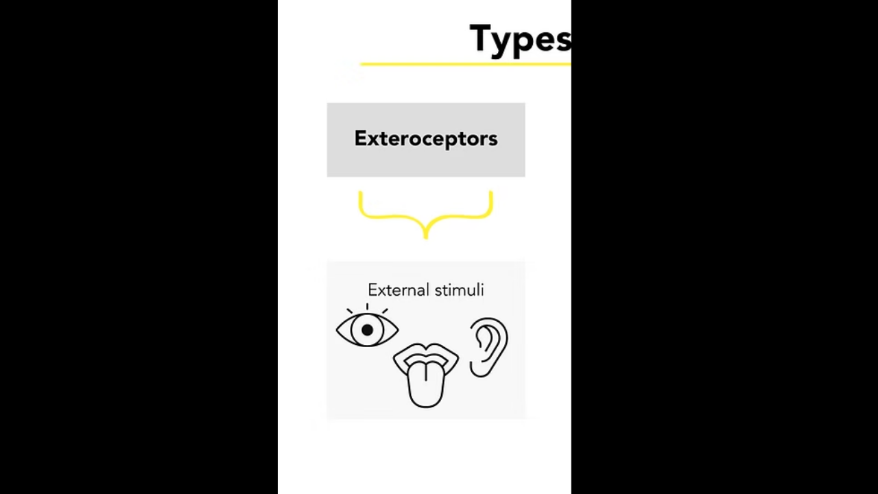 <p>Exteroceptors </p>