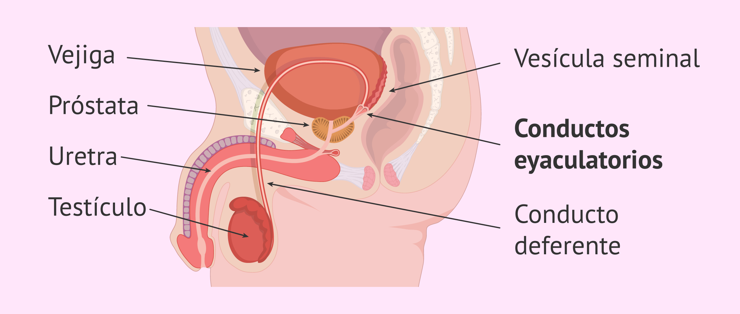 la _________ es una estructura fibroglandular localizada debajo de la vejiga y rodea la uretra prostatica