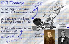 <p>Three main concepts:</p><ol><li><p>Cell is structural + functional unit</p></li><li><p>All life is cellular</p></li><li><p>Cells came from preexisting cells</p></li></ol>