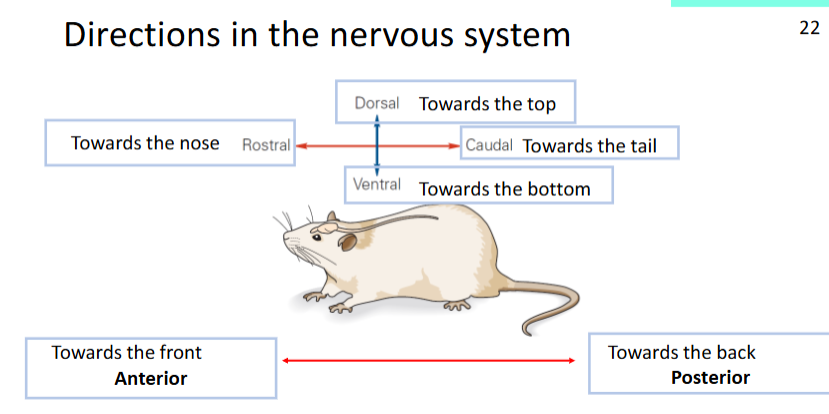<ul><li><p>dorsal towards the top</p></li><li><p>ventral towards the bottom</p></li><li><p>rostral toward the nose</p></li><li><p>caudal towards the tail</p></li><li><p>anterior towards the front</p></li><li><p>posterior towards the back</p></li></ul><p></p>