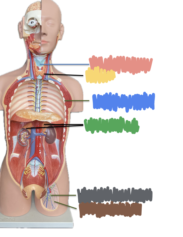 <p>What is indicated by the Blue?</p>