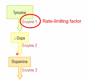 <p>Enzyme 1 restricting <span style="color: red">L-Dopa </span>from <span style="color: red">Tyrosine </span>is limited and thus restricts the pace at which other chemical can be synthesized. </p><ul><li><p><em>L-Dopa is the precursor chemical for dopamine. It needs to be “converted” into L-Dopa first before it can become Dopamine. </em></p></li></ul><p></p>