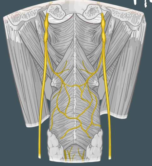 <p>Innervation of stylopharyngeus muscle </p>