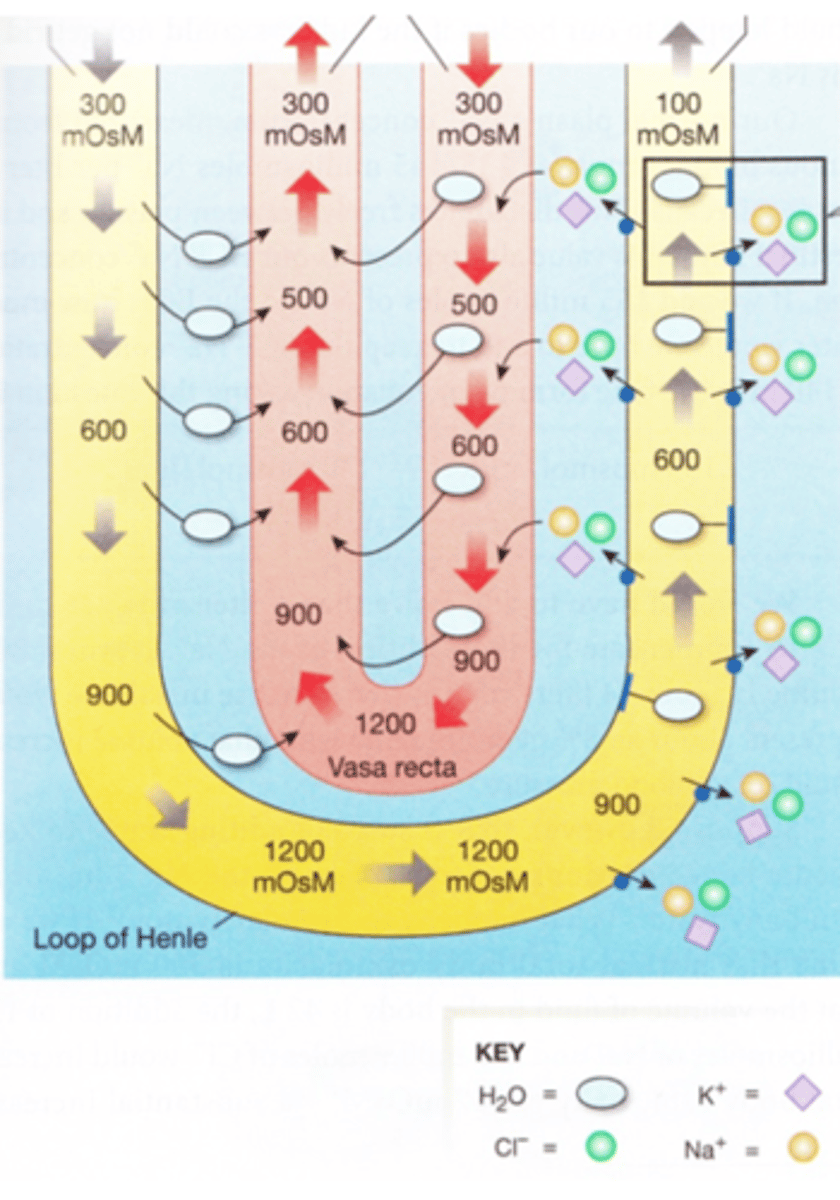 <p>-Blood (at 300 mosmol) enters the vasa recta.</p><p>-NaCl that has been reabsorbed by the thick ascending limb moves into the capillary and water moves out to the ECF (and ascending vasa recta). </p><p>-By the time the vasa recta reaches its U-bend, the plasma is extremely concentrated (typically 1200 mosmol in humans, more concentrated in carnivores). </p><p>-As the blood ascends, it draws in water that has left the thin loop (and also water from the descending vasa recta). So, it removes much of the water that has diffused out of the thin loop, so preventing dilution of the ECF. </p><p>-Removal of this water does not concentrate the filtrate</p>