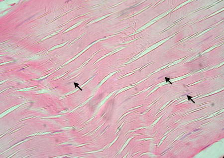location - ligaments

function - binding tissue