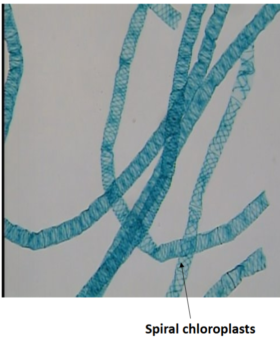 <p>Free-floating</p>