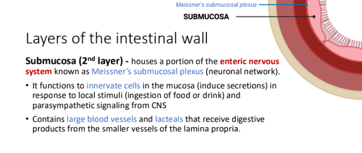 <p> blood vessels; lacteals </p>