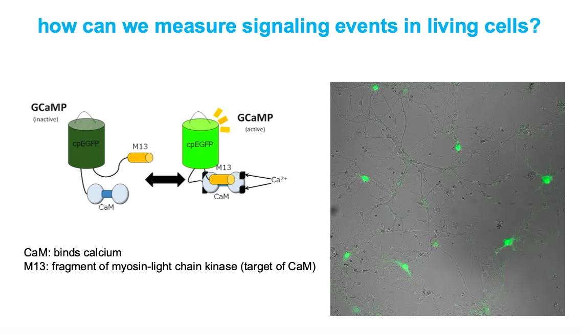 <ul><li><p>GCaMP is a fusion of circularly permuted EGFP, calmodulin (CaM), and an M13 peptide; when Ca²⁺ binds CaM, CaM–M13 clamp around cpEGFP and increase its fluorescence.</p></li><li><p>Cells expressing GCaMP light up green in regions where intracellular Ca²⁺ rises, allowing real‑time imaging of calcium‑dependent signaling.</p></li></ul><p></p><p></p>