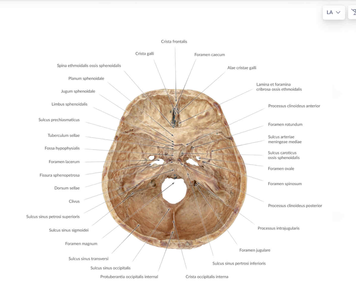 <p>sulcus sinus petrosi inferioris</p>