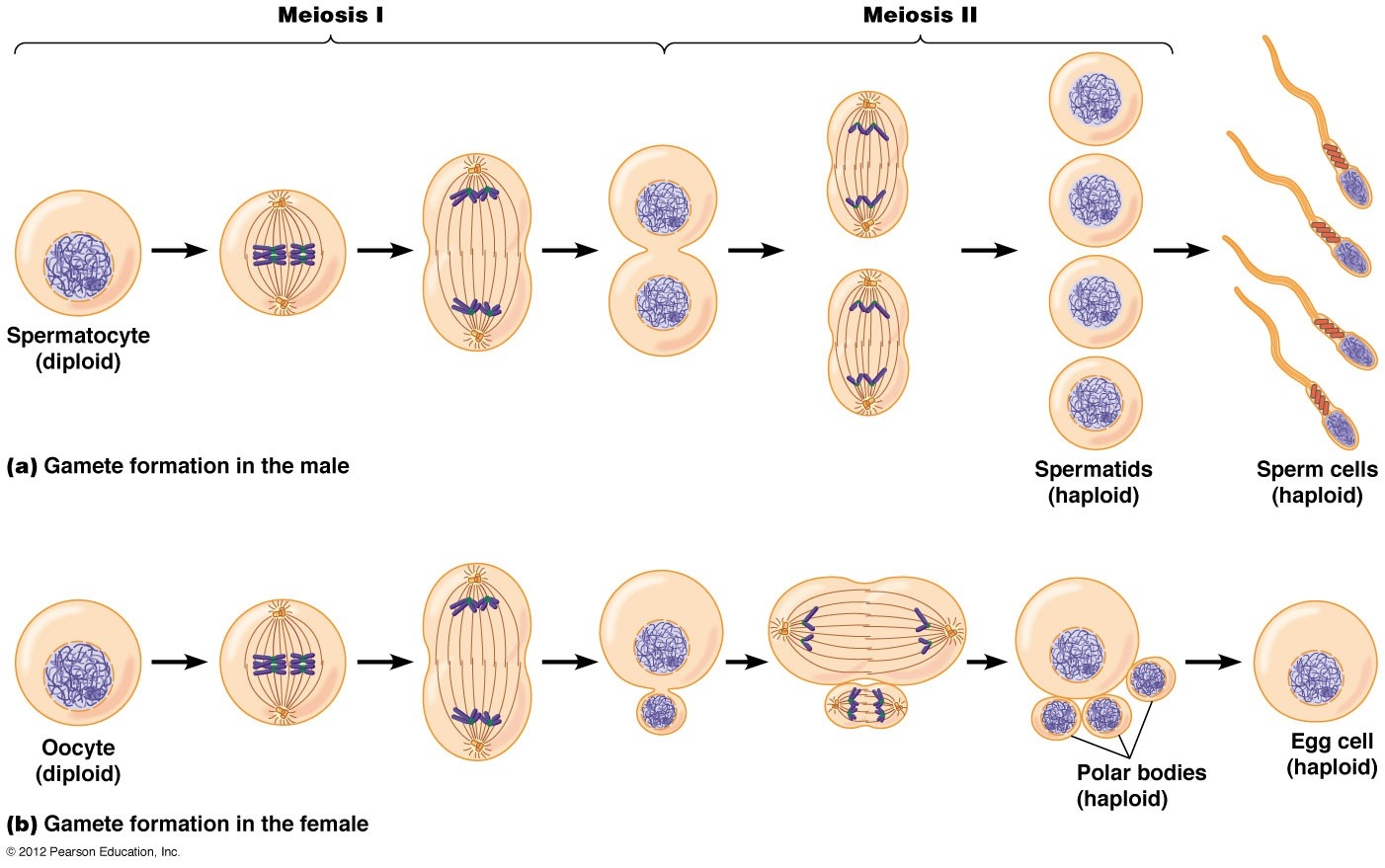 <p><strong>Egg cell division</strong></p><ul><li><p>Meiosis is a type of cell division that produces gametes with half the number of chromosomes as the parent cells.</p></li><li><p>Meiosis I</p><ul><li><p>involves pairing of ______ chromosomes, exchange of genetic material, and separation into two daughter cells, one of which is the sterile ___ body located near the ______ pole of the egg.</p></li></ul></li><li><p>Meiosis II</p><ul><li><p>involves separation of sister chromatids, resulting in four _____ daughter cells, each of which becomes a sperm cell in males.</p></li></ul></li></ul>