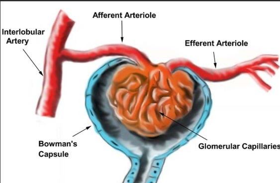 <p>A tiny blood vessel that brings blood into the glomerulus for filtering.</p>