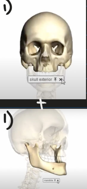 <ul><li><p>consists of the cranium and mandible </p></li></ul><p></p>
