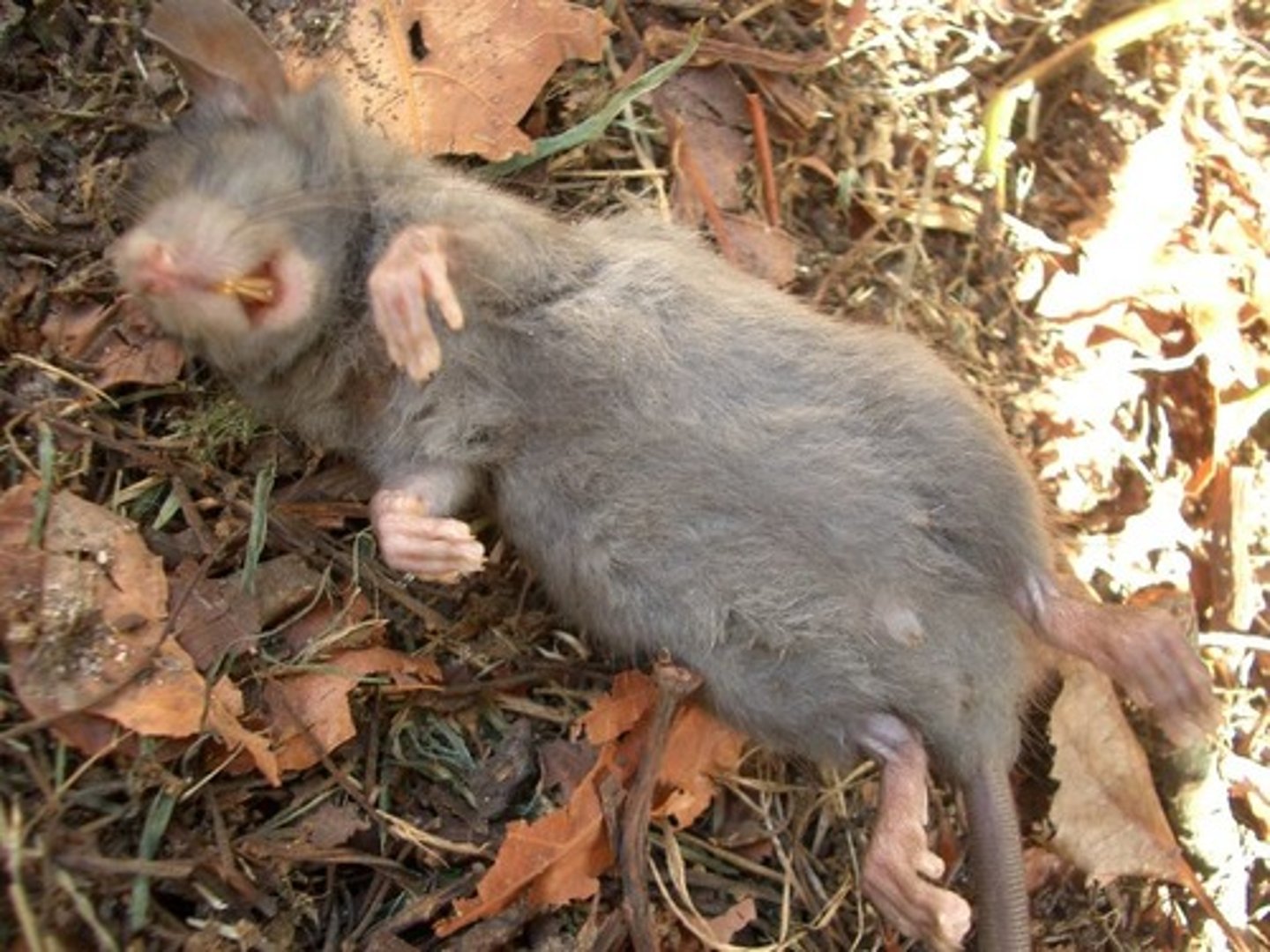 <p>to die</p>